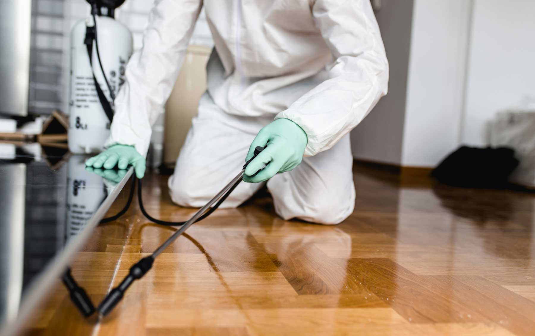 Professional Pest Management in Auckland