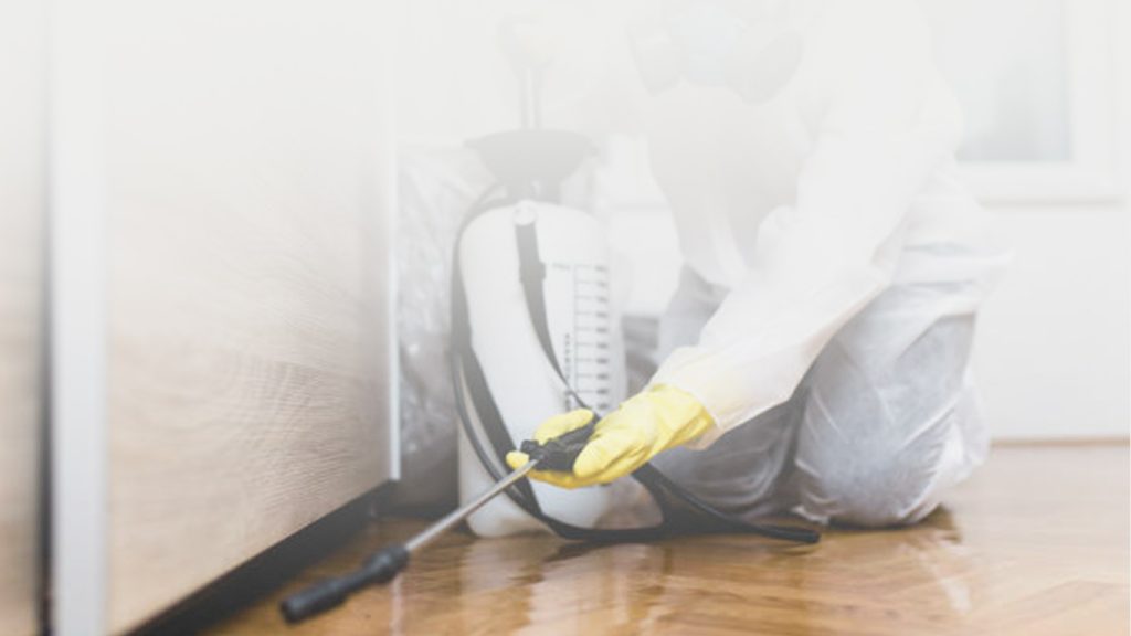 Best Pest Control Services in Auckland